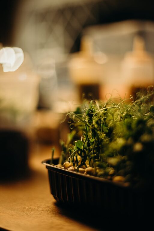 How to Start a Small Herb Garden Indoors: A Beginner’s Guide